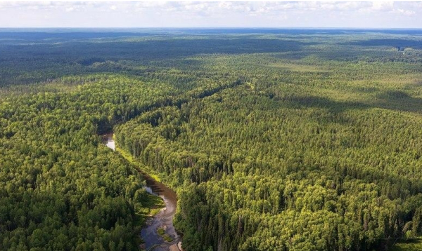 В этом году в Свердловской области восстановят 32 тысячи гектаров леса